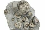 Fossil Ammonite (Arnioceras) Cluster - Holderness Coast, England #243494-2